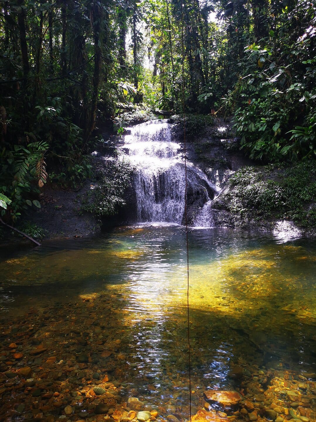 Reserva Natural - selva y cascadas