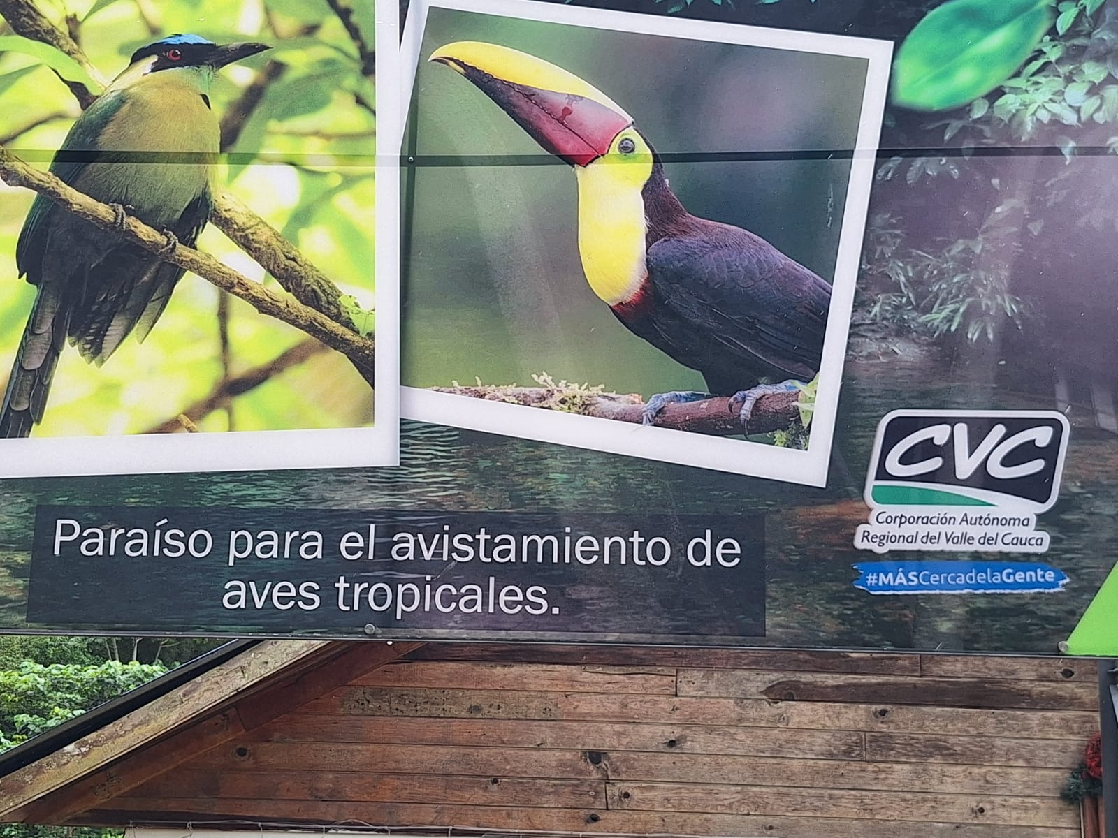 Avistamiento de aves en San Cipriano Colombia - birdwatching Pacífico colombiano +200 especies