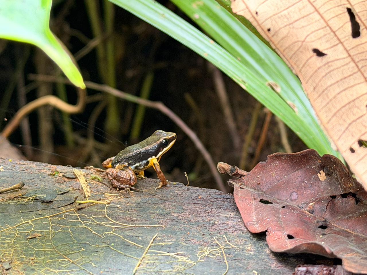 Rana venenosa de colores en San Cipriano - anfibios únicos selva tropical Colombia